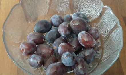 Comment congeler des quetsches ? La recette pour avoir des tartes toute l’année !