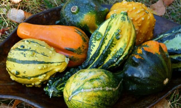 Recettes de courges pour Halloween