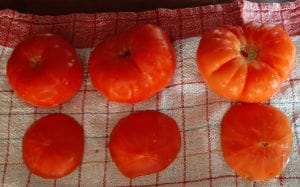 Tomates farcies